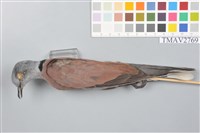 藏品(紅鳩)的圖片